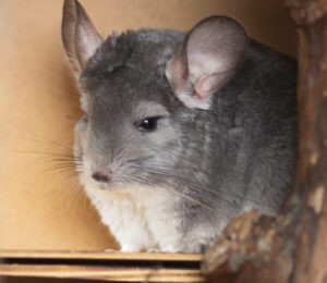 advocate-plymouth-bans-fur