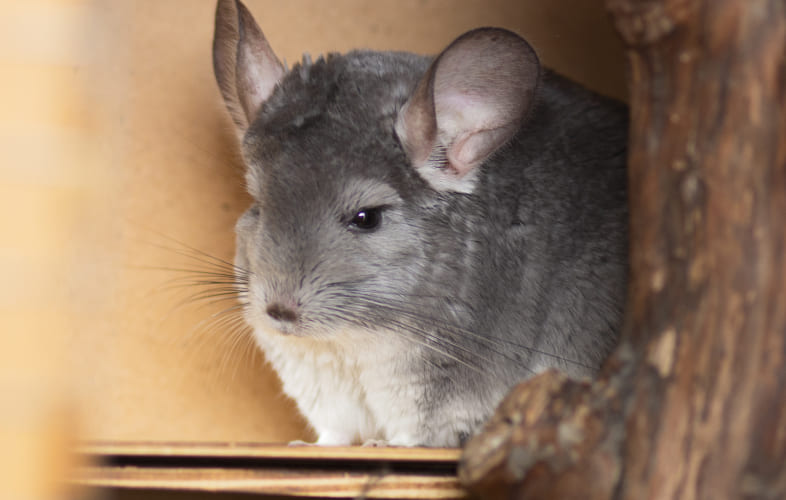 10842Advocate Spotlight: Plymouth Bans the Sale of Fur