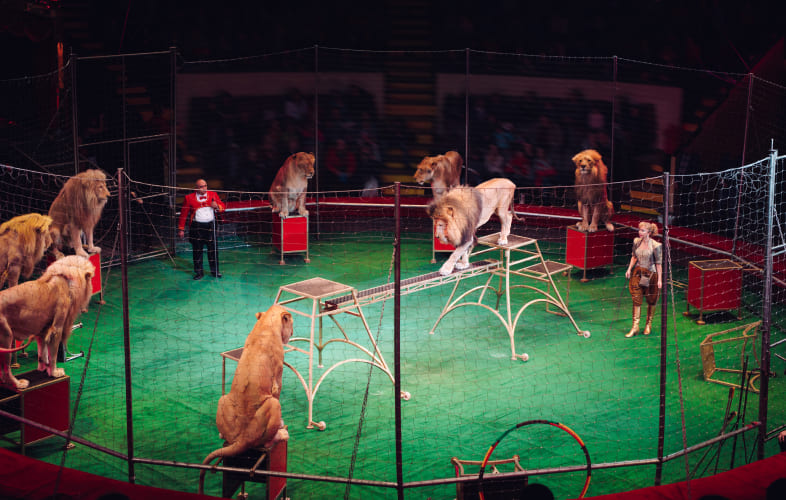 10830Advocate Spotlight: Behind the Topsfield Ban on Exotic Animals in Performing Acts