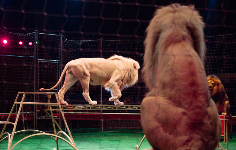 10818Advocate Spotlight: Behind the End of Wild Animal Acts in Wilmington