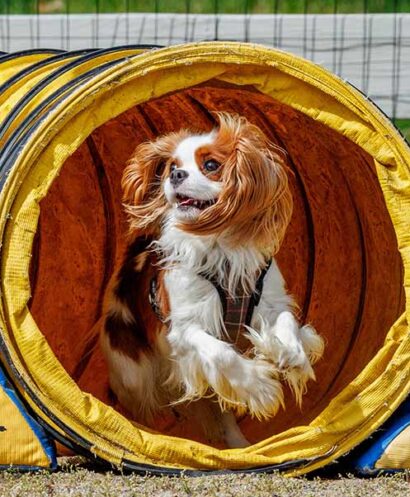 Cavalier having fun in an agility tunnel