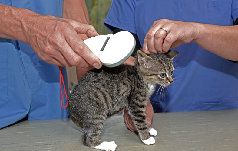 13158Benefits of Microchips
