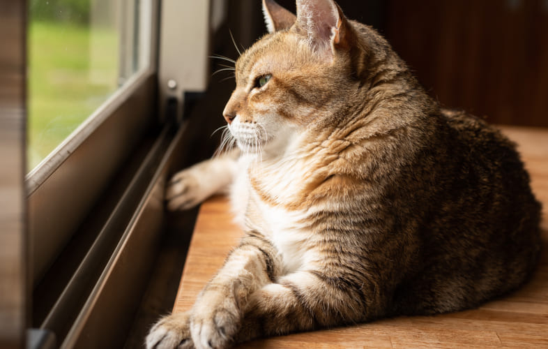 12901Caring for Your Senior Cat: Key Tips for Lifelong Health