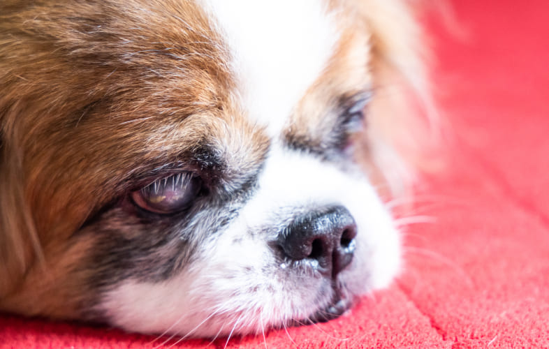 12979Cataracts in Dogs: What Every Owner Should Know