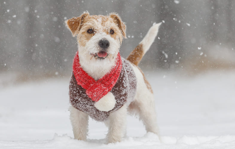 13082Cold Weather Safety and Fun for Your Dog