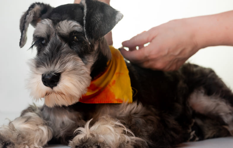13193Diabetes Mellitus in Dogs and Cats