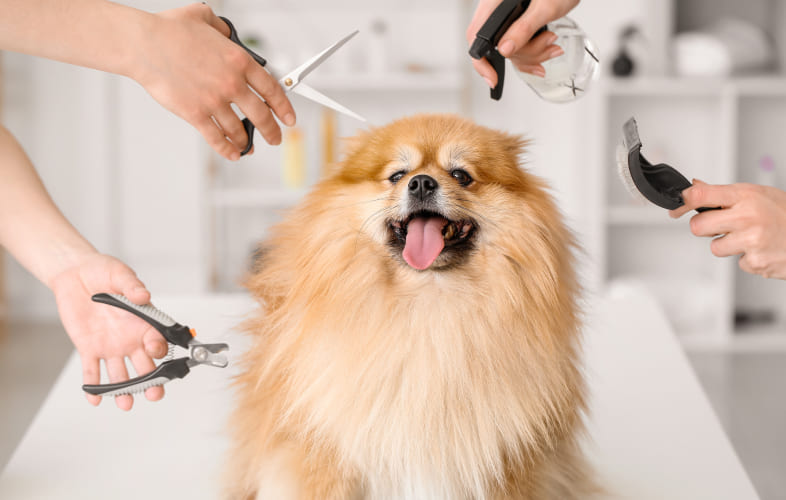 13031Healthy Pet Tips from an MSPCA-Angell Veterinarian