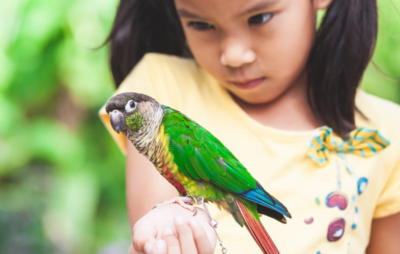 12888How to Care for Birds: Parrots as Pets