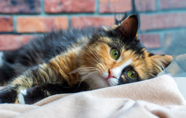13116How to Cope with Pet Loss