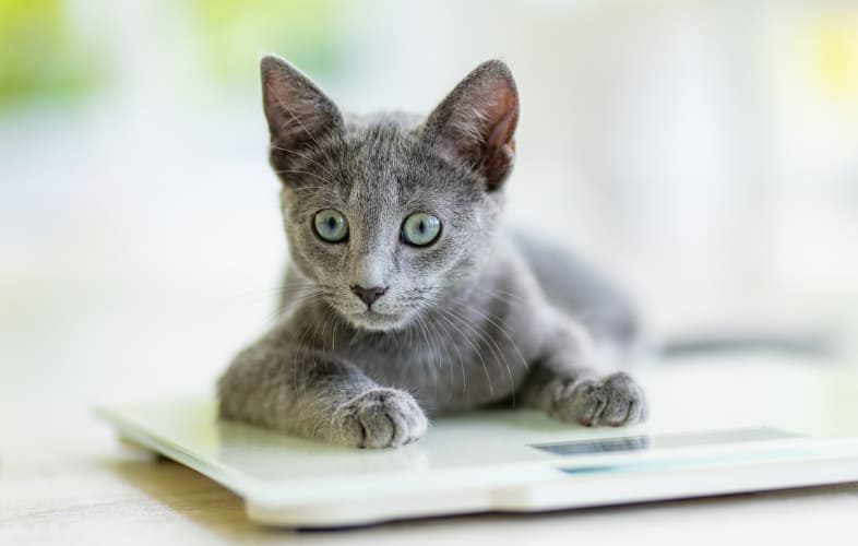 13176Keeping Your Dog and Cat at a Healthy Weight