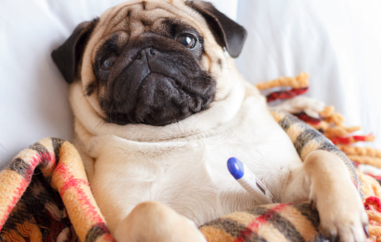 12974Leptospirosis in Dogs