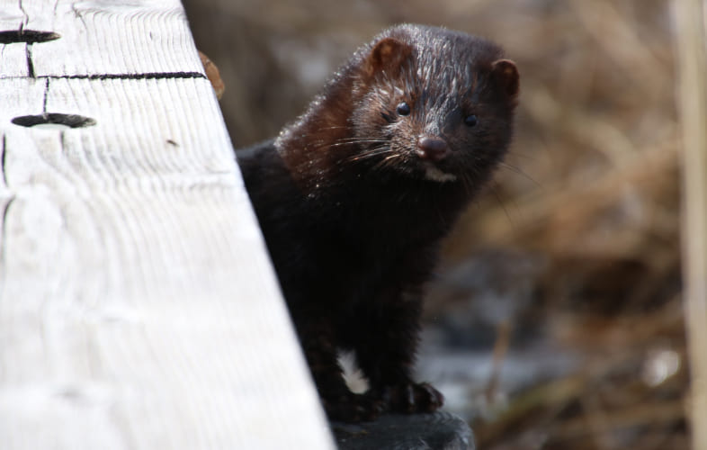 10570Advocate Spotlight: Lexington Bans the Sale of Fur