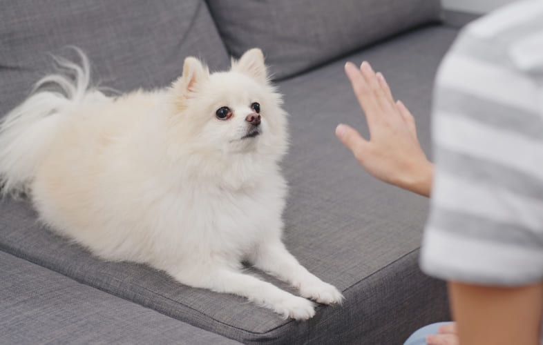 12869MSPCA-Angell Dog Training Series: Benefits of Training Your Dog