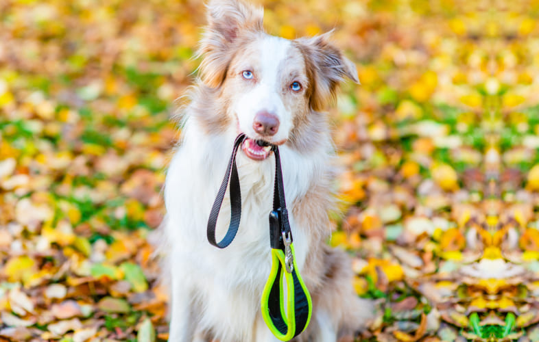 12942MSPCA-Angell Dog Training Series: Collars and Leashes