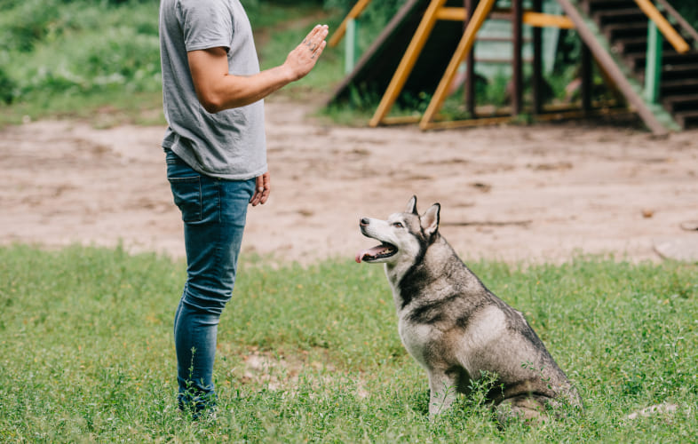 13272MSPCA-Angell Dog Training Series: Sit