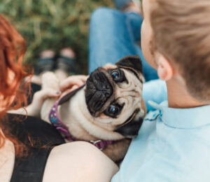 pets-in-divorce