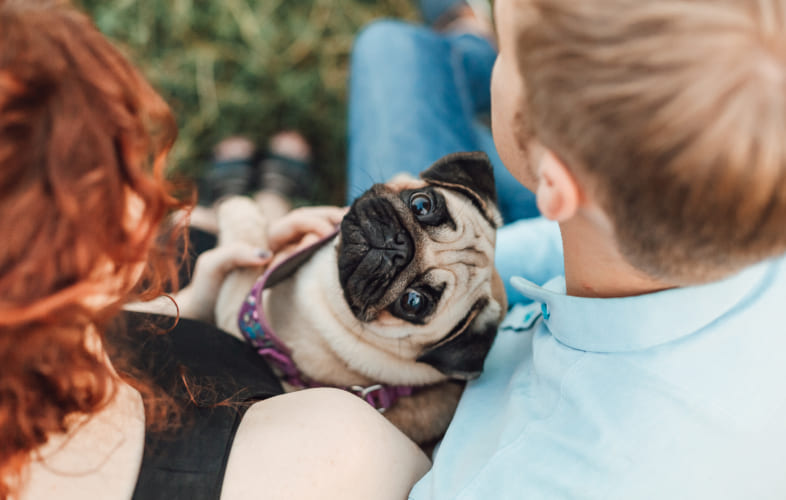 10525Pets in Divorce and Separation