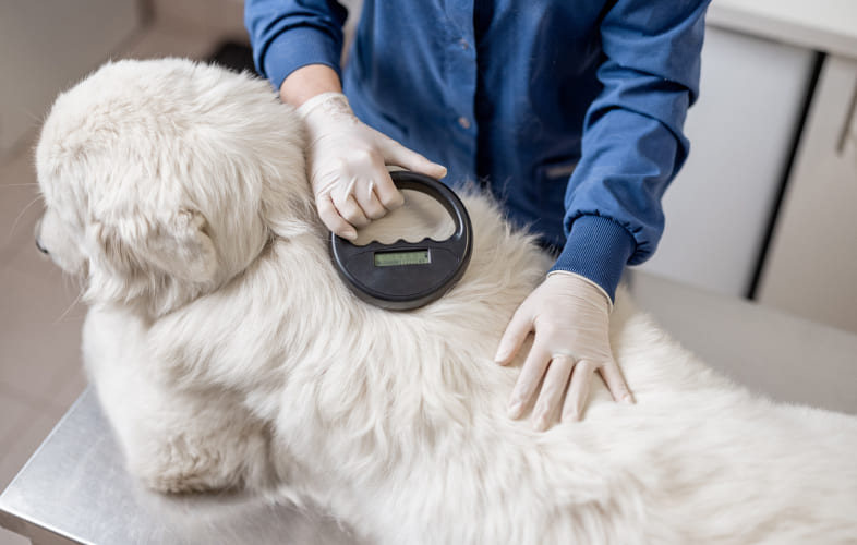 13229Prevent Your Pet from Getting Lost