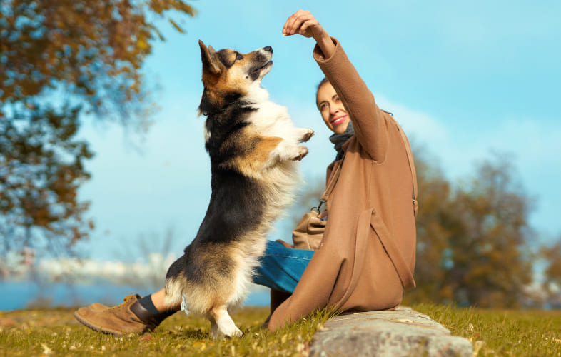 12790Pro Tips for Training Your Dog