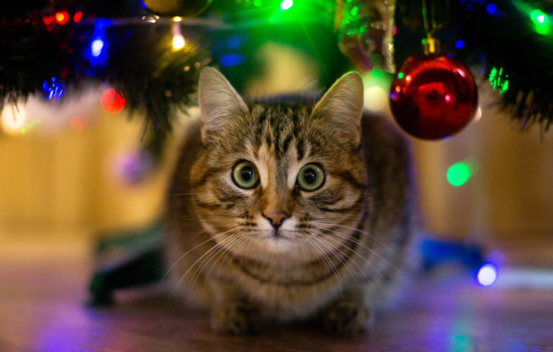 13058Safeguard Your Pets During the Holidays