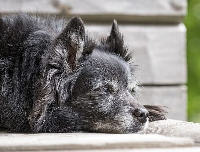209883Osteoarthritis (OA) in Dogs and Cats