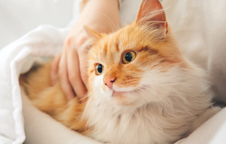13243So You Want to Adopt a Cat