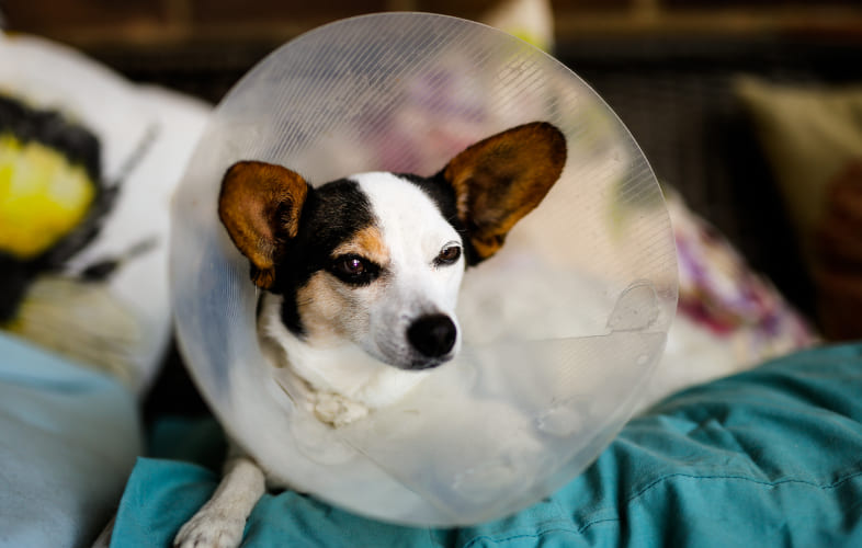 12804The Decision to Spay or Neuter Your Pet