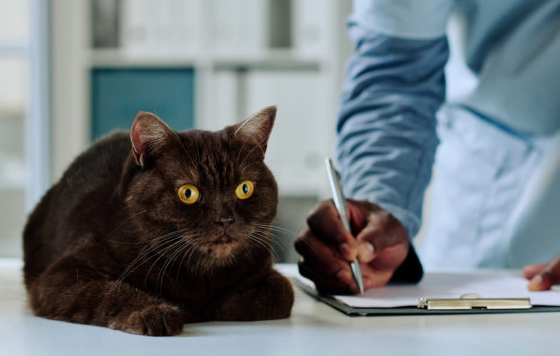 13164The Ins and Outs of Pet Insurance