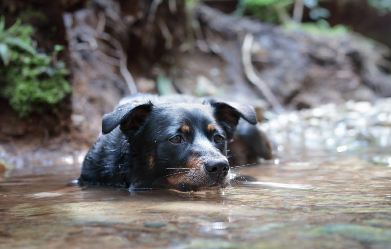 12753The Silent Threat of Blue-Green Algae: What Pet Owners Need to Know