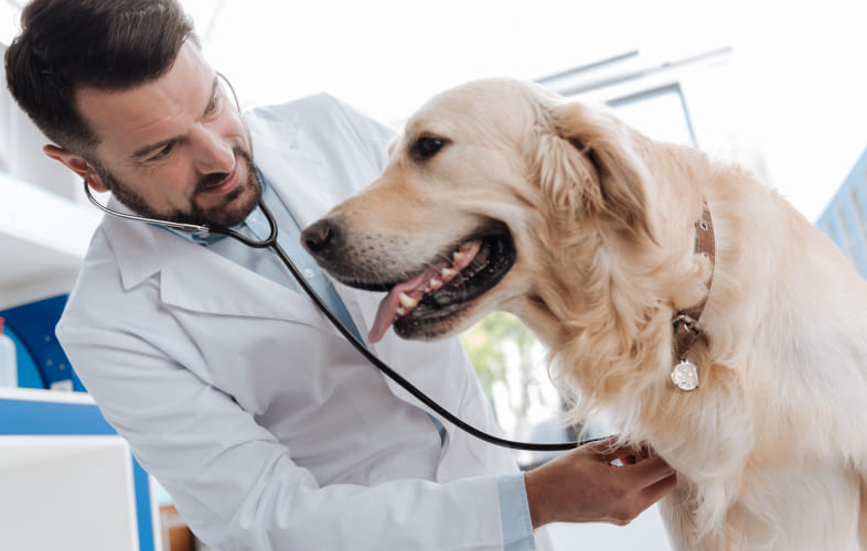 12915Understanding Canine Arthritis