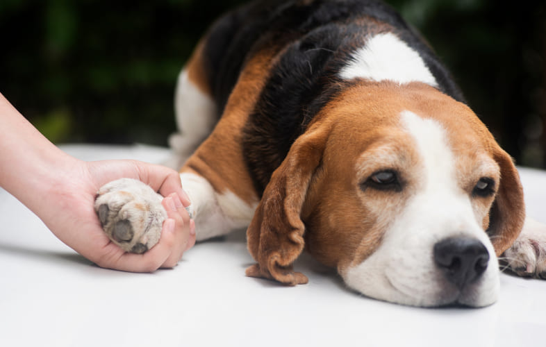 12926Understanding Dog Seizures: Causes, Symptoms, and What You Can Do