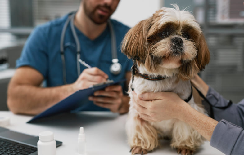 12877Update on Unidentified Respiratory Illness in Dogs
