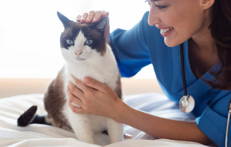 12819When Fluff Meets Flare-Up: Feline Urinary Tract Infections
