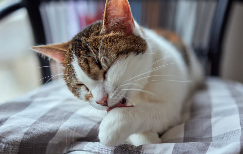 13101Why Your Cat Grooms So Much
