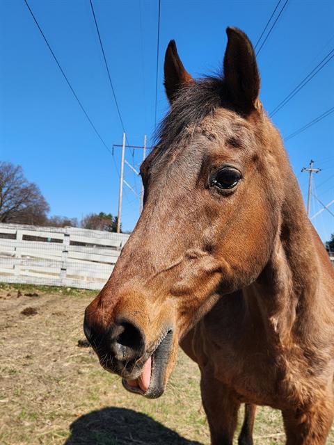 Pet photo 3
