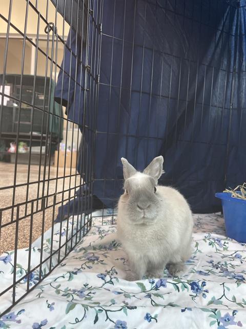 Bun