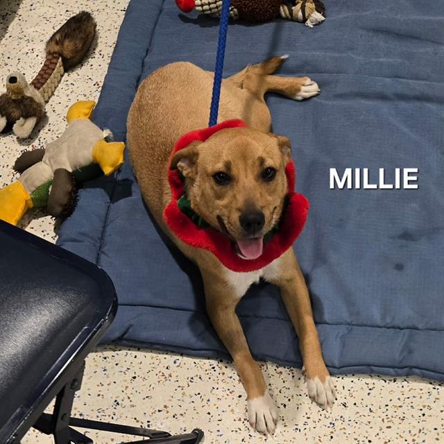 Millie