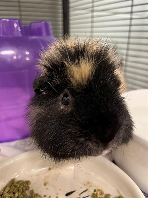 Ham