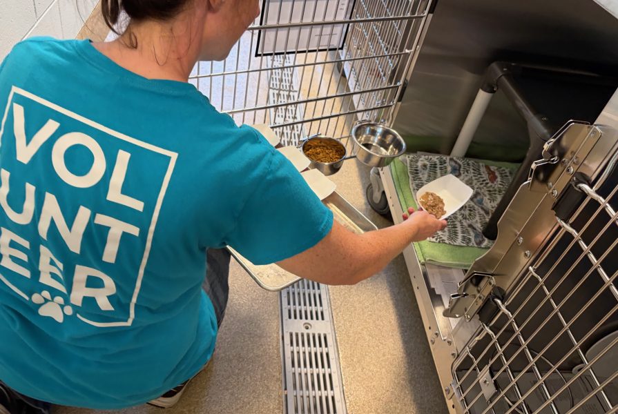 Volunteer feeding cats