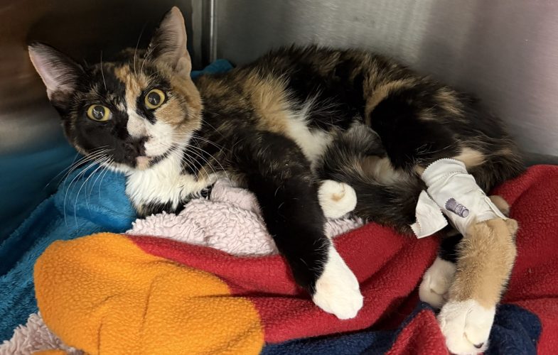 102727Angell Animal Medical Center Treating Cat Who Fell 10 Stories from Apartment