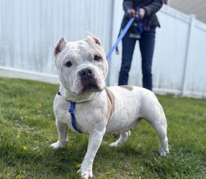A dog with white fur is on a leash standing outside on grass