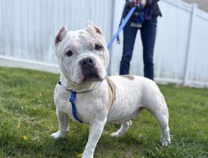 A dog with white fur is on a leash standing outside on grass