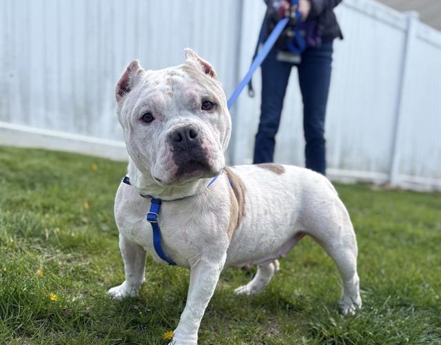 194293MSPCA-Angell Holding Urgent Fee-Waived Adoptathon