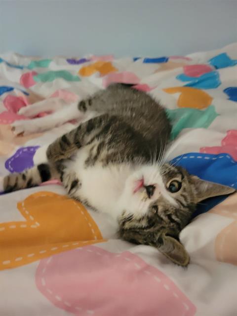 Scissors – In Foster