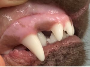 close up dog teeth