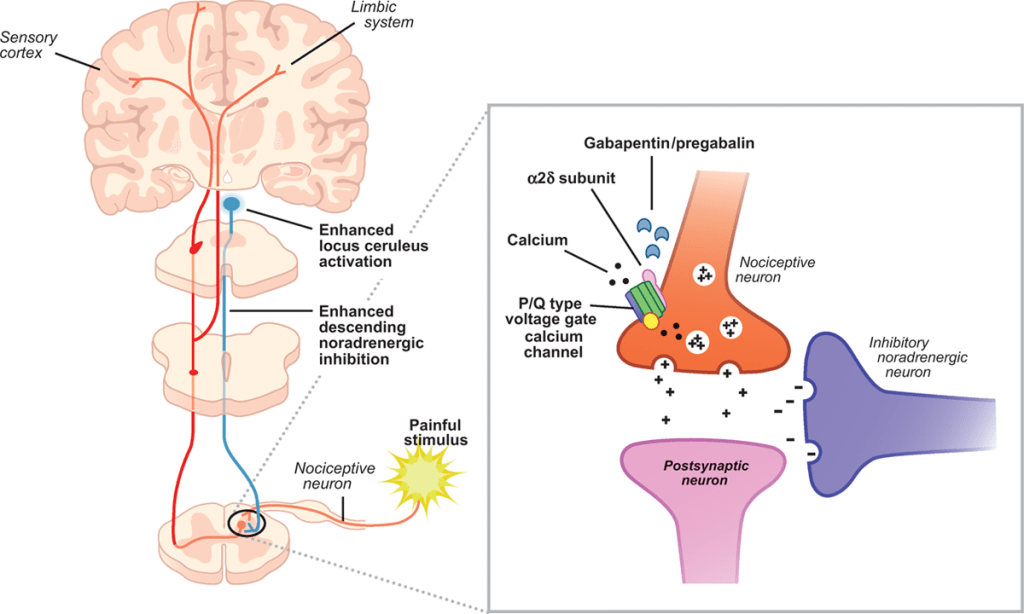gabapentin MOA2