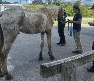 A white horse is standing outside by three individuals