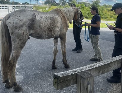 A white horse is standing outside by three individuals