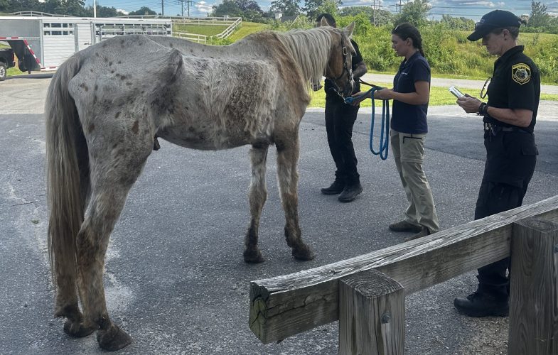 196983MSPCA-Angell Law Enforcement Removes 13 Animals from Property in Western Massachusetts