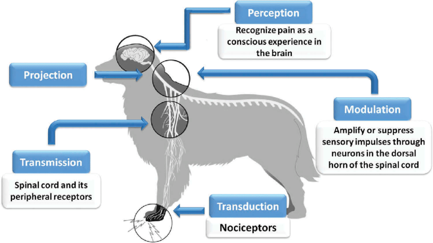 pain pathway